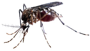 Efecto repelente e insecticida en mosquitos, moscas y flebótomos